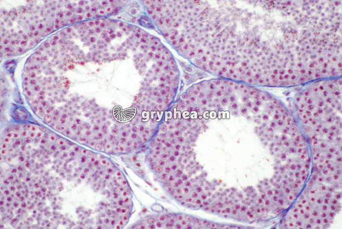 Testicule Lapin x40 - gryphea.com